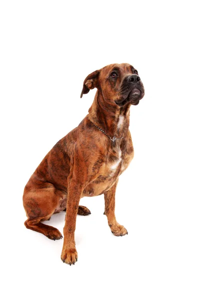 Boxer dog — Stock Photo, Image