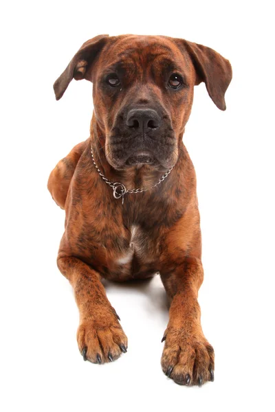 Boxer dog — Stock Photo, Image