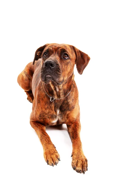 Boxer dog — Stock Photo, Image