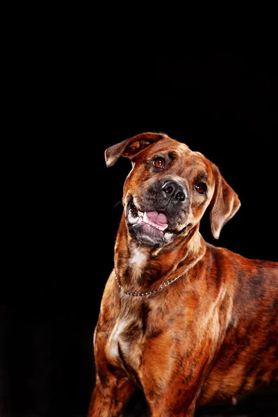 Boxer dog — Stock Photo, Image