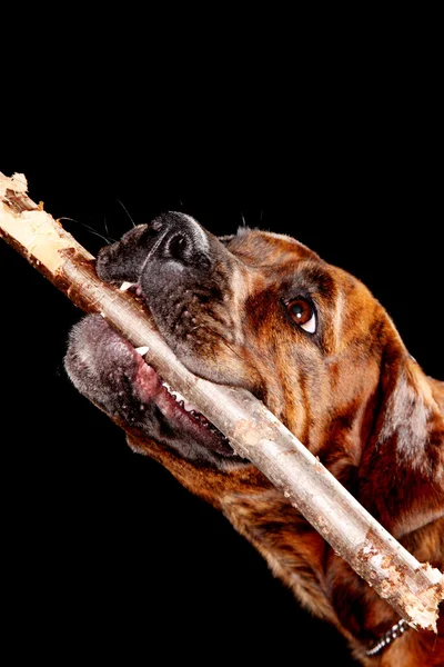 Boxer dog with stick — Stock Photo, Image