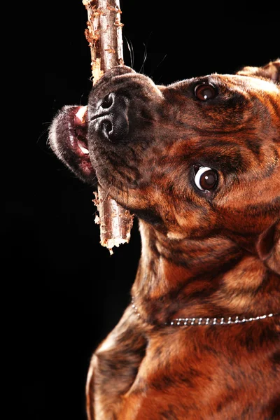 Boxer dog with stick — Stock Photo, Image