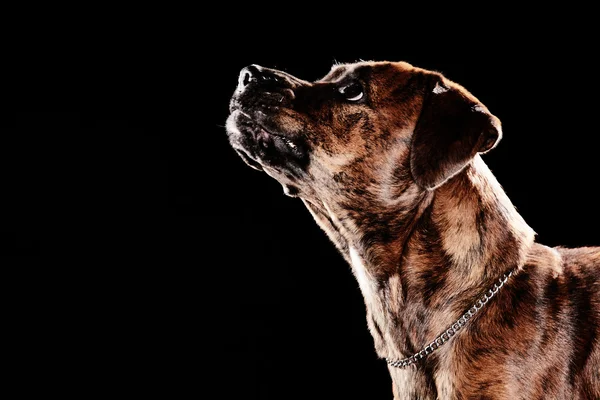 Boxer dog — Stock Photo, Image