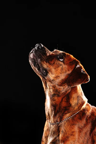 Boxer dog — Stock Photo, Image