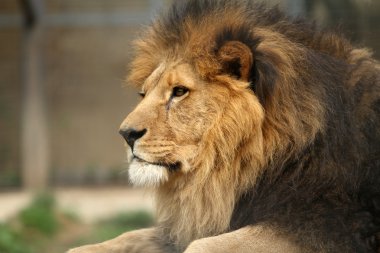 Aslan