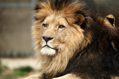 Aslan