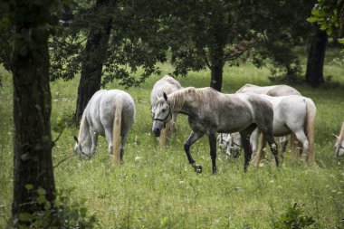 lipizzan atları