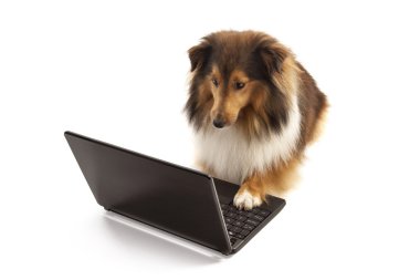 dizüstü bilgisayar kullanan köpek