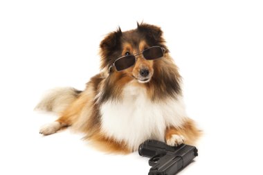 güneş gözlüğü ve silah ile köpek
