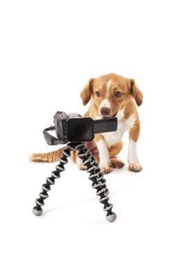 video kamera arayan köpek