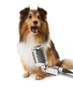 köpek şarkı