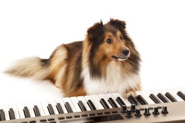 Dog playing music on keyboard clipart