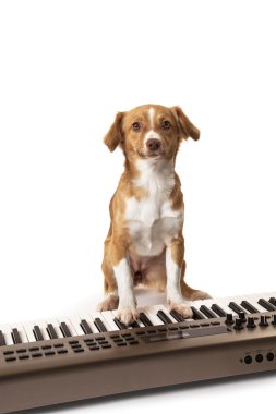 müzik klavye üzerinde oynayan köpek