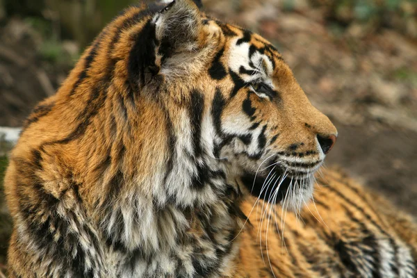 Tiger — Stockfoto