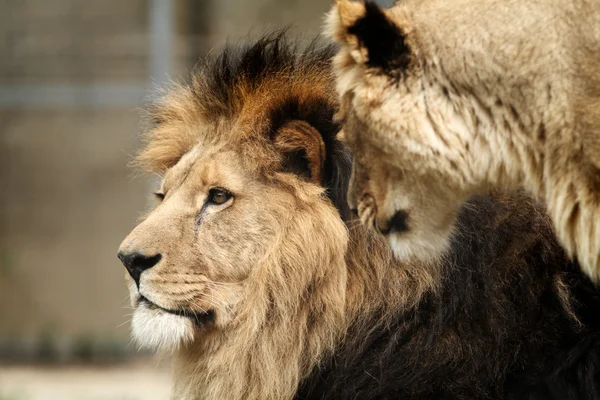 Löwe und Löwin — Stockfoto