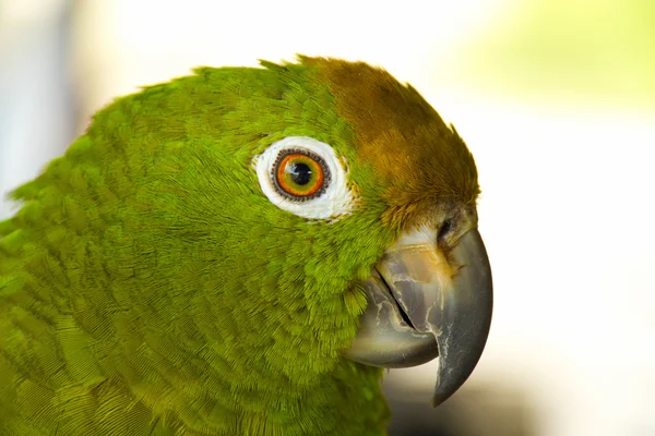 Parrot — Stock Photo, Image