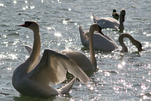 Swans — Stock Photo, Image