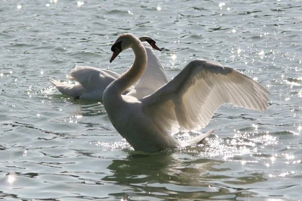 Swans — Stock Photo, Image