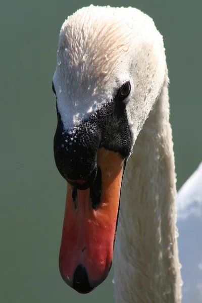 Swan — Stock Photo, Image