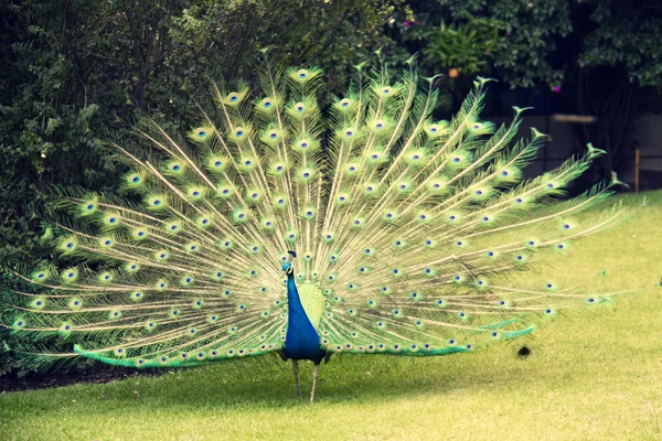 Peacock — Stock Photo, Image