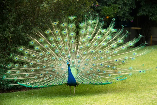 Peacock — Stock Photo, Image