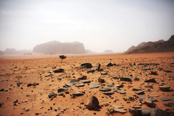 Deserto com pedras — Fotografia de Stock