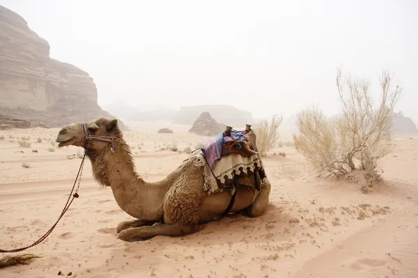 Camel — Stockfoto