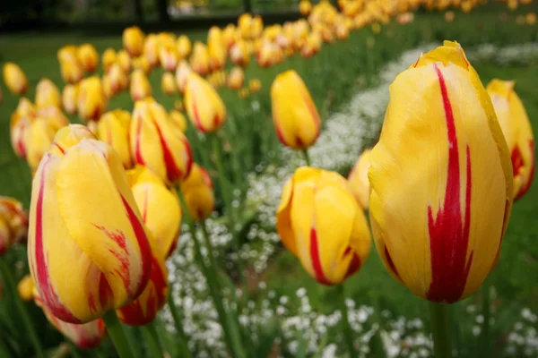 Tulipas amarelas — Fotografia de Stock