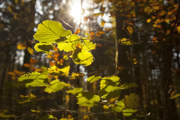 Puesta de sol en bosque — Foto de Stock