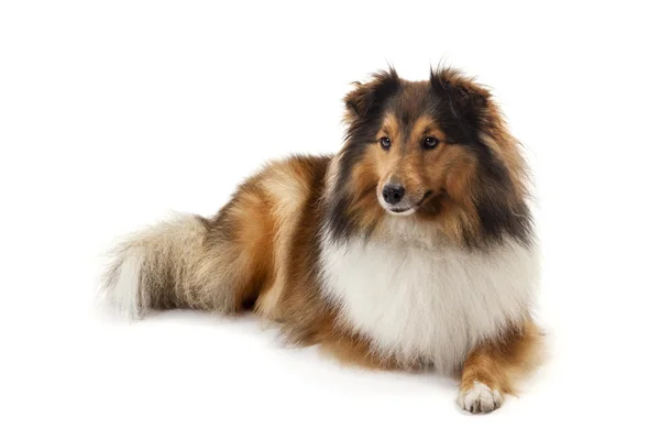 Shetland sheepdog — Stock Photo, Image