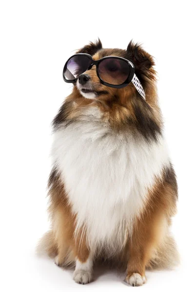 Hund mit Sonnenbrille — Stockfoto