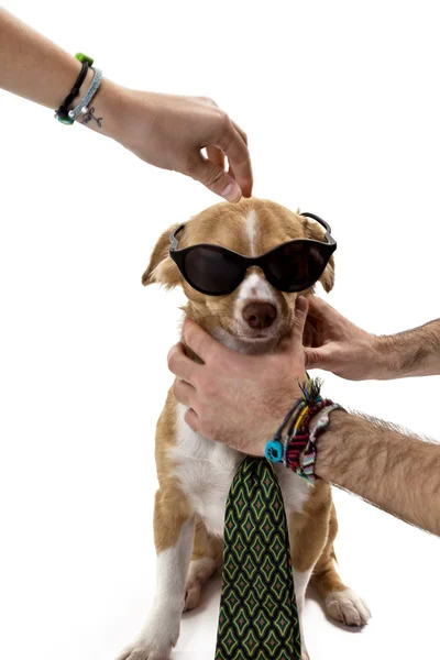 Köpek giyen kravat — Stok fotoğraf