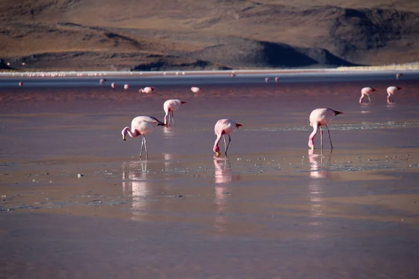 Flamingos — Stock Photo, Image