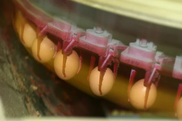 Máquina en fábrica de huevos — Foto de Stock