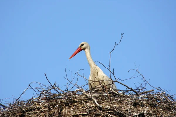 Cigüeña en nido — Foto de Stock