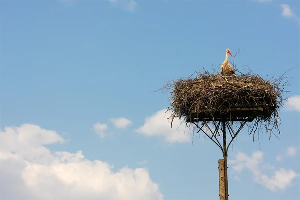 Cigogne dans le nid — Photo