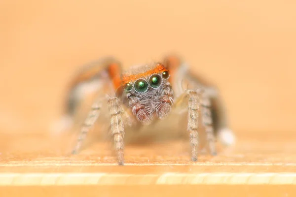 Araña haciendo una tela — Foto de Stock