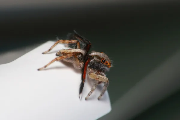 Spinne bastelt ein Netz — Stockfoto