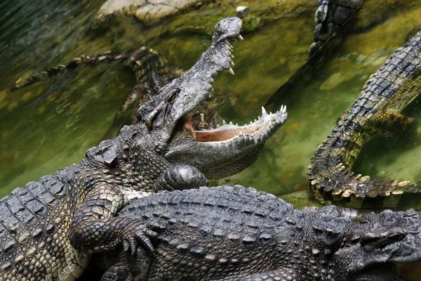 Dangerous crocodiles — Stock Photo, Image