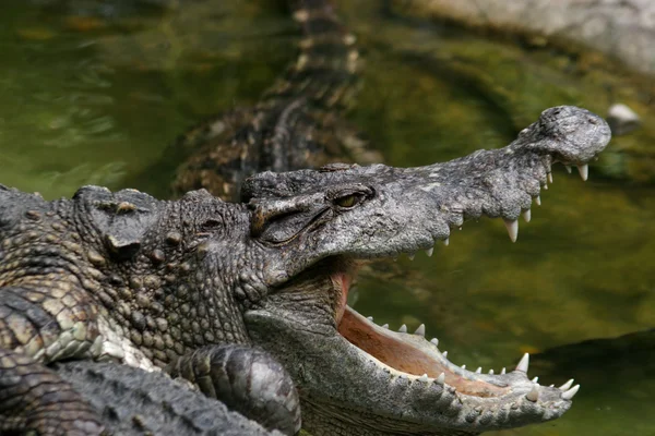Farliga krokodilen — Stockfoto