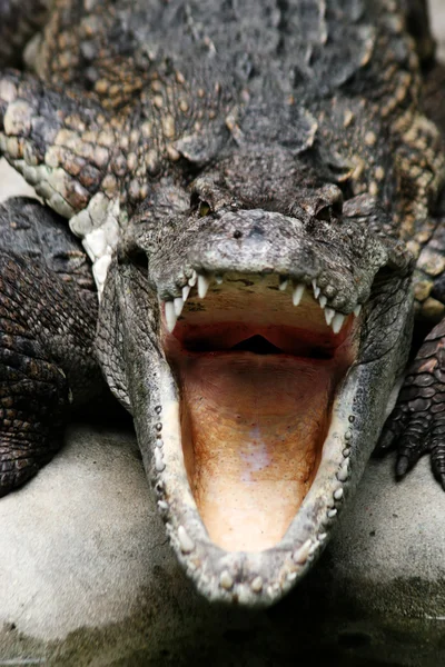Dangerous crocodile — Stock Photo, Image