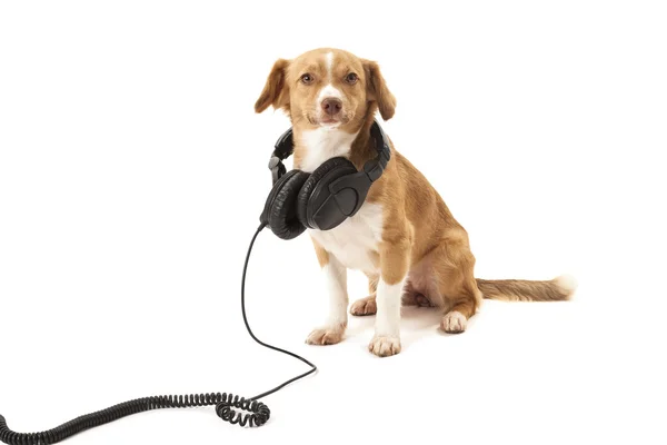 Hond met hoofdtelefoon — Stockfoto