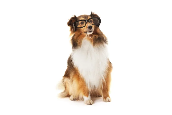 Hund mit Brille — Stockfoto