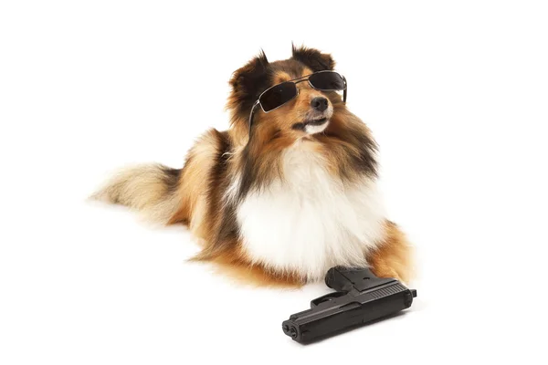 Hund med solglasögon och pistol — Stockfoto