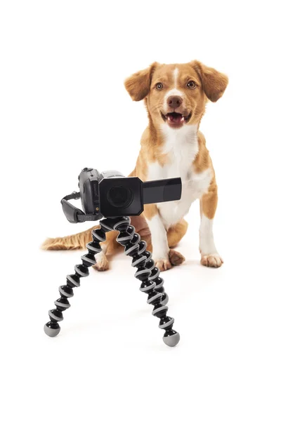 Dog looking at camcorder — Stock Photo, Image