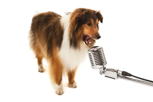 Dog singing — Stock Photo, Image