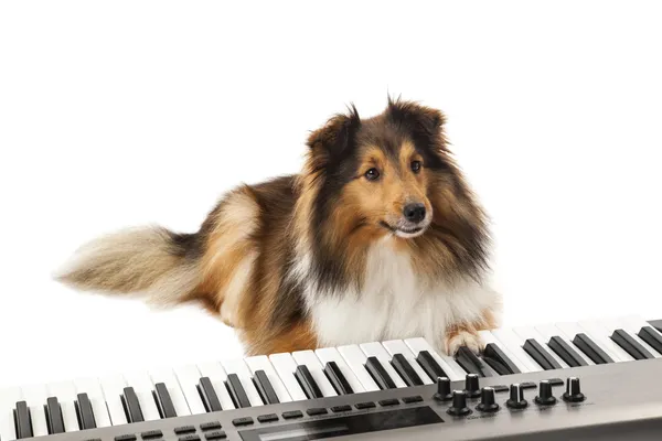 Hunden spelar musik på tangentbordet — Stockfoto