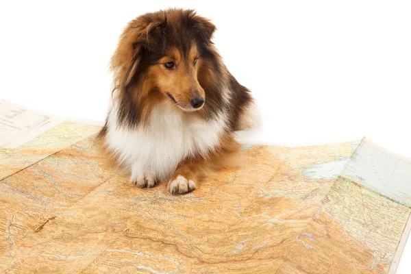 Dog on map — Stock Photo, Image