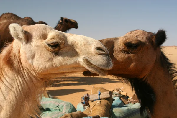 Camellos en el desierto —  Fotos de Stock