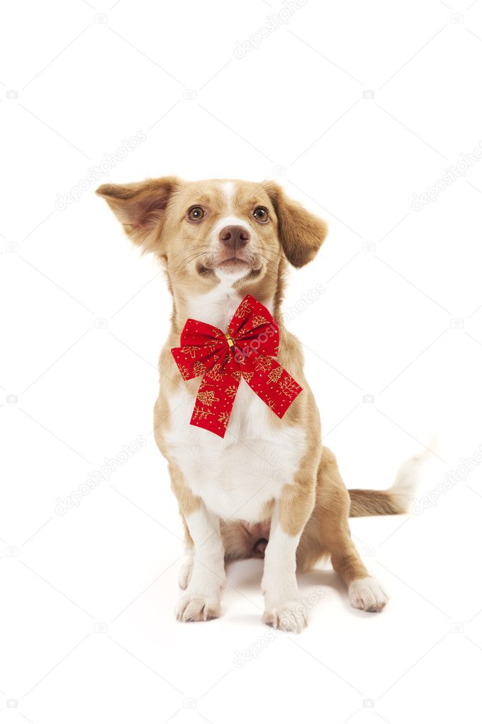 Dog wearing bow